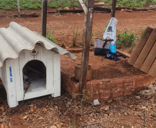 SESP CASINHAS CÃES RESGATADOS RS