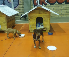SESP CASINHAS CÃES RESGATADOS RS