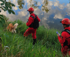 BOMBEIROS CÃES EM DESASTRES
