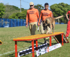 BOMBEIROS CÃES EM DESASTRES