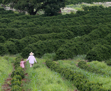 CAMPO