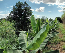 IDR PRODUÇÃO DE BANANA