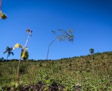 Prefeituras de 50 municípios já plantaram 86.930 mudas no programa Asfalto Novo, Vida Nova