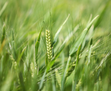 BOLETIM AGRO