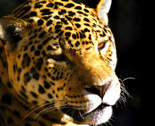 IAT FAUNA