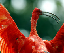 IAT FAUNA