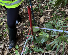 Obra da Ponte de Guaratuba inclui monitoramento da flora para preservação do meio ambiente