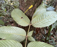 Obra da Ponte de Guaratuba inclui monitoramento da flora para preservação do meio ambiente