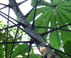 Obra da Ponte de Guaratuba inclui monitoramento da flora para preservação do meio ambiente