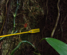 Obra da Ponte de Guaratuba inclui monitoramento da flora para preservação do meio ambiente