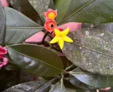 Obra da Ponte de Guaratuba inclui monitoramento da flora para preservação do meio ambiente