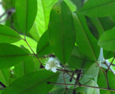 Obra da Ponte de Guaratuba inclui monitoramento da flora para preservação do meio ambiente