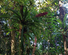Obra da Ponte de Guaratuba inclui monitoramento da flora para preservação do meio ambiente