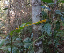 Obra da Ponte de Guaratuba inclui monitoramento da flora para preservação do meio ambiente