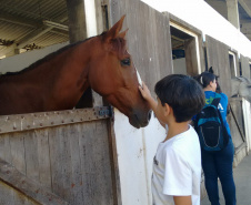 Terapia com cavalos oferecida pela PMPR colabora na qualidade de vida de pessoas com deficiência 