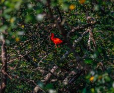 FAUNA