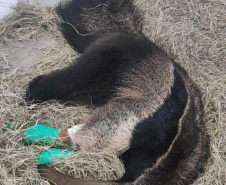 TAMANDUA