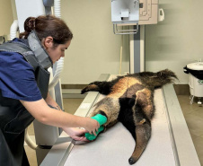 TAMANDUA