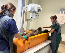 TAMANDUA