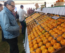Cerro Azul promove Festa da Ponkan com apoio do Governo do Estado