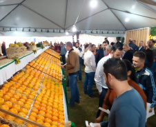 Cerro Azul promove Festa da Ponkan com apoio do Governo do Estado