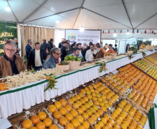 Cerro Azul promove Festa da Ponkan com apoio do Governo do Estado