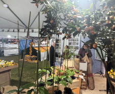 Cerro Azul promove Festa da Ponkan com apoio do Governo do Estado