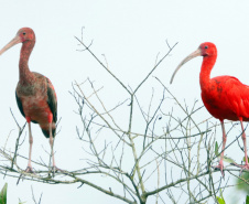 FAUNA
