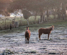 Após recorde de frio, temperatura sobe e Paraná volta a ter veranicos de inverno