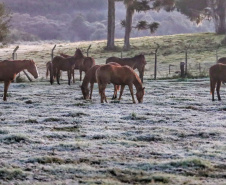 Após recorde de frio, temperatura sobe e Paraná volta a ter veranicos de inverno