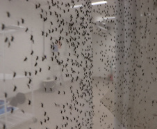 SESA COMBATE A DENGUE LONDRINA