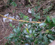 Sujeira deixada por visitantes impacta diretamente na qualidade da água de fontes do Parque Estadual Pico Paraná.