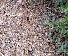 Sujeira deixada por visitantes impacta diretamente na qualidade da água de fontes do Parque Estadual Pico Paraná.