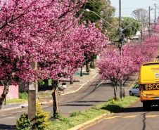 Cidade paranaense de apenas 13 mil habitantes vira  referência global em inovação