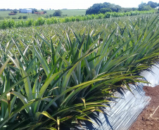 Abacaxi orgânico é a aposta de produtores do Noroeste