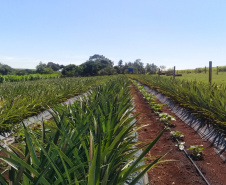 Abacaxi orgânico é a aposta de produtores do Noroeste