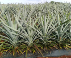Abacaxi orgânico é a aposta de produtores do Noroeste