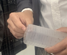 Paraná solta os primeiros mosquitos do “Método Wolbachia” na inauguração da biofábrica, em Foz do Iguaçu