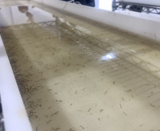 Paraná solta os primeiros mosquitos do “Método Wolbachia” na inauguração da biofábrica, em Foz do Iguaçu