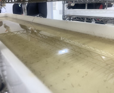 Paraná solta os primeiros mosquitos do “Método Wolbachia” na inauguração da biofábrica, em Foz do Iguaçu