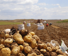 batata