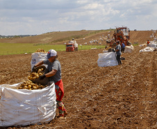 batata