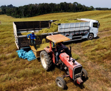 Capital da camomila, Mandirituba é o maior produtor paranaense da planta tanto em área como em produtividade.