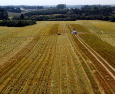 Capital da camomila, Mandirituba é o maior produtor paranaense da planta tanto em área como em produtividade.