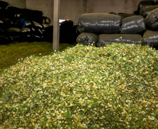 Capital da camomila, Mandirituba é o maior produtor paranaense da planta tanto em área como em produtividade.