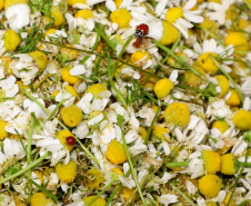 Capital da camomila, Mandirituba é o maior produtor paranaense da planta tanto em área como em produtividade.