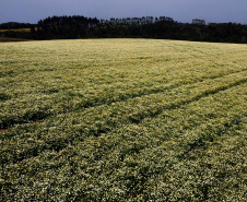 Capital da camomila, Mandirituba é o maior produtor paranaense da planta tanto em área como em produtividade.