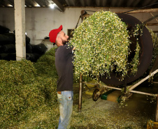 Capital da camomila, Mandirituba é o maior produtor paranaense da planta tanto em área como em produtividade.