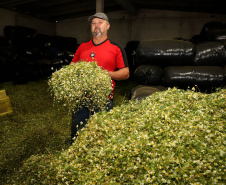 Capital da camomila, Mandirituba é o maior produtor paranaense da planta tanto em área como em produtividade.