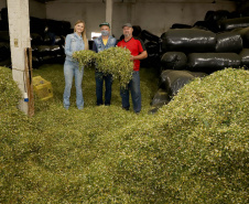 Capital da camomila, Mandirituba é o maior produtor paranaense da planta tanto em área como em produtividade.